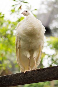 Еще одну от себя. На Бали снял пару недель назад.