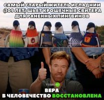 Ничего, что пингвины Живут в южном полушарии, где пингвины и где Исландия