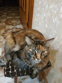 Специально не растягивал, но когда лежит вытянув лапы - чуть больше метра, когда стоит на задних лапках - голова по плечи над столом. А сидит вроде небольшая, 7 кило всего. Маленькая она. Я видел её маму, вот это был бегемотик!