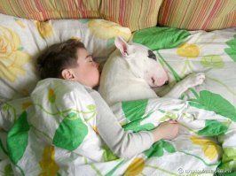 Как узнать знатоков породы, а по факту пустых балаболов которые собаку подобных пород никогда не держали, а то и в живую не видели. Очень просто их выдают слова - "климанет", "сожрет", "сорвет башню", "5 атмосфер", "щелкнет в мозгу", "поедет крыша" и прочее...