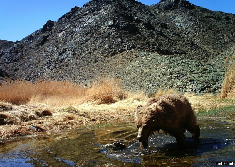 пустынный медведь мазаалай, эндемик Гоби, считается что их ок.40 индивидов.