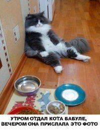 20 смешных котов, встретивших худший день в своей жизни