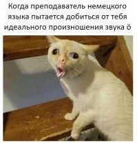 20 смешных котов, встретивших худший день в своей жизни