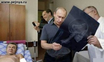 16 удивительных рентгеновских снимков беременных животных