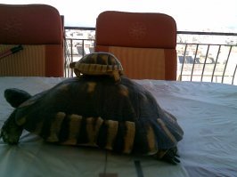 Моя черепаха за один раз сносит 5-7 яиц. Лучше бы показали морскую черепаху, которая по 100-200 за раз откладывает. Где они там помещаются?