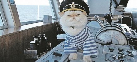 Пушистый чёрный кот от типа с погонялом "Граф"...