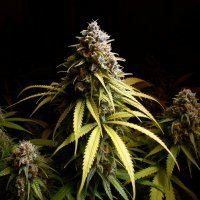 20 шишек, которые всем шишкам шишки