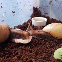 Они реально обтупки, у меня живут. Нкакой пользы и удовольствия, уродцы