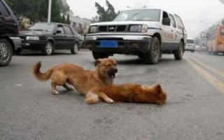 Слышал такое суеверие: "Если собьешь на дороге собаку, то продавай авто. Следующим будет человек".