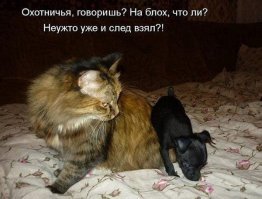 Прикольные и смешные картинки