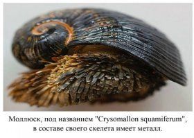 Росомаха-начало...