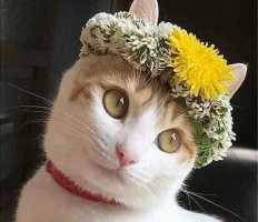 Художник делает цветочные короны для животных, и они действительно выглядят величественно