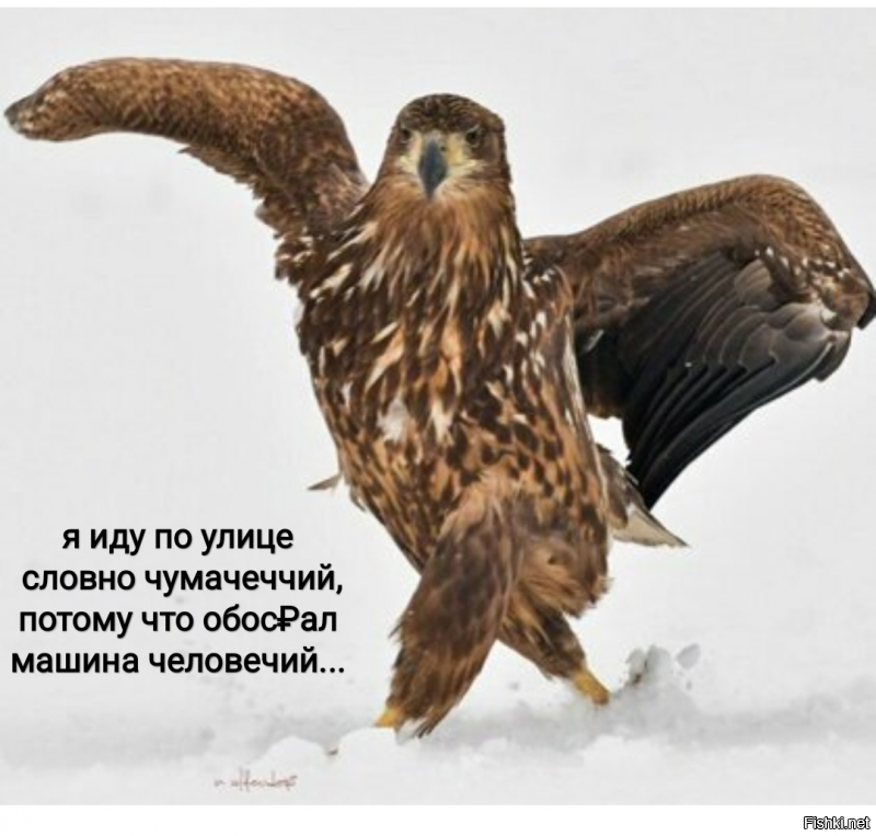 Орёл гордой походкой прошёлся по снегу и из-за этого стал главным героем битвы фотошоперов
