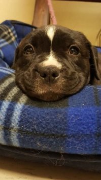 15 лучших постов в соцсетях о собаках за эту неделю