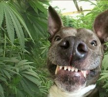 20 шишек, которые всем шишкам шишки