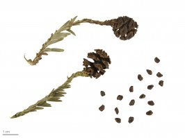 Шишки секвойи - фотошоп.

"Шишки яйцевидной формы, длиной 15 32 мм, с 15 25 спирально закрученными чешуйками; опыление происходит в конце зимы, созревание   спустя 8 9 месяцев. В каждой шишке находится 3 7 семян, каждое из которых имеет 3 4 мм в длину и 0,5 мм в ширину. Семена высыпаются, когда шишка высыхает и открывается."