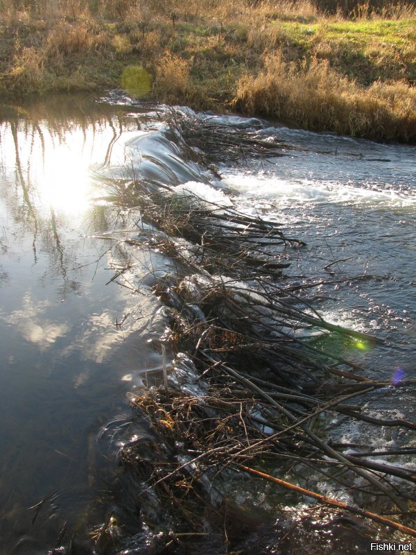 Как ни странно, но такие же виды в 200 км от Москвы.
И те же бобры...