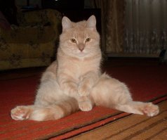 С лемурами это для начинающих.... для профи с котиками