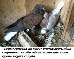 Бесполезные, в основном, факты