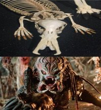 Вы видели всё в жизни?