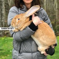 Трехлетней американке подарили гигантского кролика, и теперь они лучшие друзья