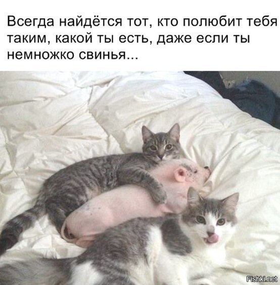 По-моему, они просто ждут, когда "еда подрастёт" *поглядел на облизывающегося кота*