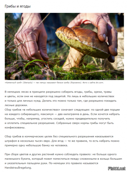 Хм)))  Ну конешна там есть кому чистить леса...........самим жителям ....заплатил и чисти  себе в удовольствие.....А ещё за ягоды, грибы и рыбу плати, за цветы для девушек......Сказка, а не страна))))