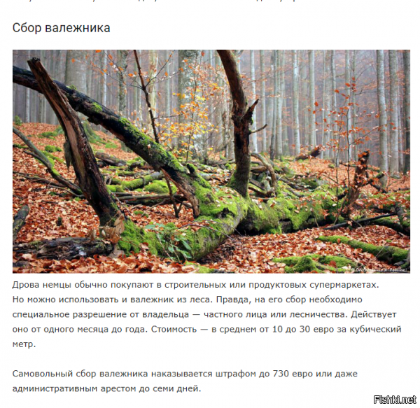 Хм)))  Ну конешна там есть кому чистить леса...........самим жителям ....заплатил и чисти  себе в удовольствие.....А ещё за ягоды, грибы и рыбу плати, за цветы для девушек......Сказка, а не страна))))