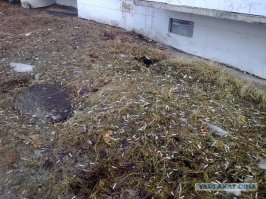 Прикольные и смешные картинки