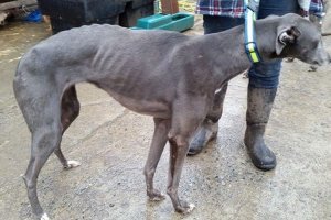 Много лет назад читал в журнале статью про Ирландию. Там специально выращивают собак для собачьих гонок (порода грейхаунд). Когда собака стареет и не может уже бегать, ее просто выкидывают. Вот такая: