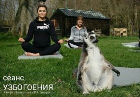 Постояльцам отеля в Британии предложили поучаствовать в занятиях йогой с лемурами