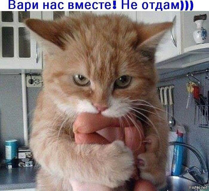 Коты - воришки