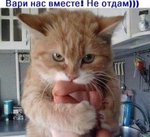 Коты - воришки