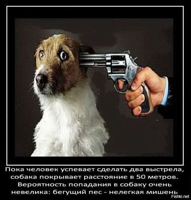 Что за бред? Утка летит со скоростью в 90 км/час и их охотники стреляют без проблем. Вопрос зачем стрелять в собак?