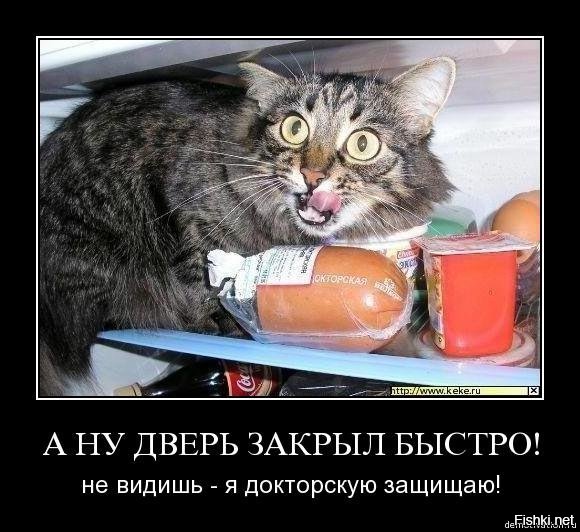 Коты - воришки