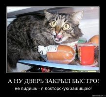 Коты - воришки