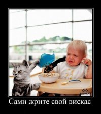 Коты - воришки
