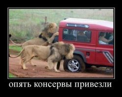 Прикольные и смешные картинки
