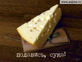 Как я уничтожаю мышей у себя на даче; простые но результативные приемы