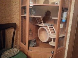 Уехали по некоторым обстоятельствам к другому хозяину. 
Вот так они у меня жили.