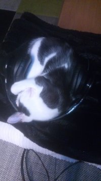 Тоже зверь,правда бабушка гульнула