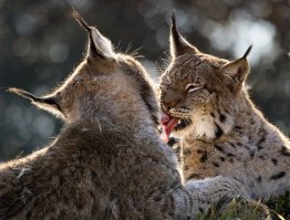 Элегантная красота больших кошек
