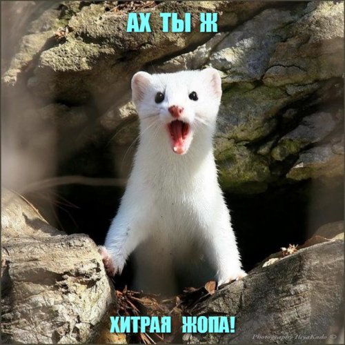 Собаки бросились спасать тонущего хозяина