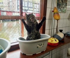 Прикольные и смешные картинки