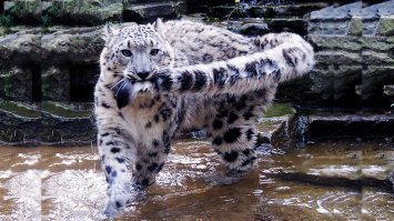 Элегантная красота больших кошек