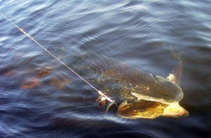 Смотря за чем едут.
За рыбой или на  рыбалку.