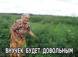 Какой табак посадить. Как выращивать табак - что нужно для получения насыщенного аромата? Пошаговая