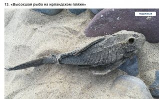 вряд ли южноамериканская рыба сдохнет на ирландском пляже... если только ктоньть из аквариума выкинул...