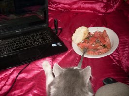 Мои кошаки тоже любят вкусно пожрать.