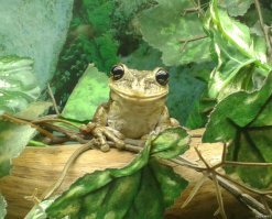 Как-то сфоткал в зоопарке.